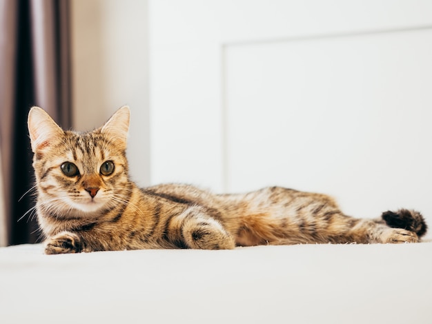 Il gatto si trova su un letto bianco con un plaid grigio.