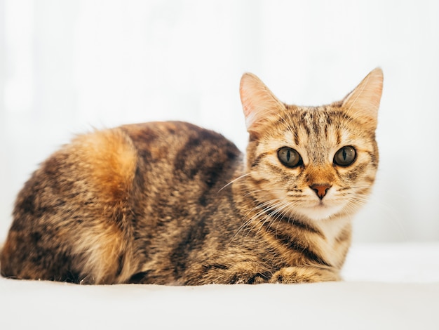 Il gatto si trova su un letto bianco con un plaid grigio.