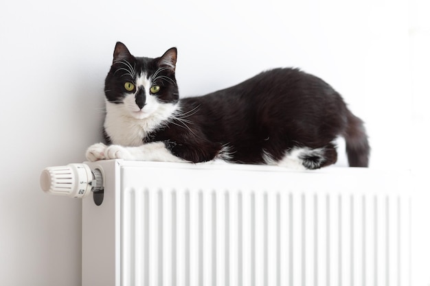 Il gatto si trova su un radiatore di riscaldamento su uno sfondo bianco.