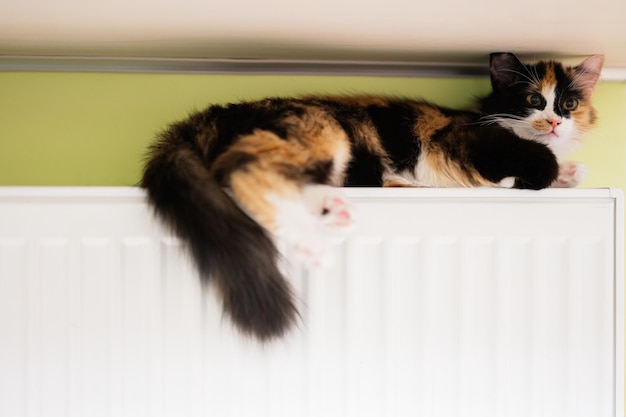 Il gatto si trova su un termosifone in una giornata fredda
