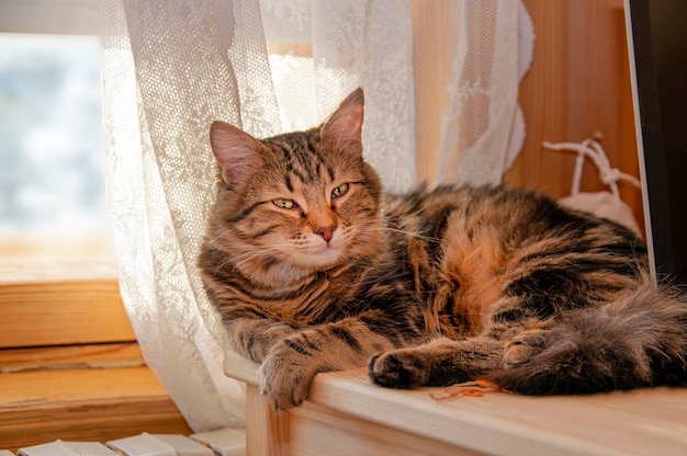 Il gatto si trova sul tavolo di legno vicino alla finestra soleggiata