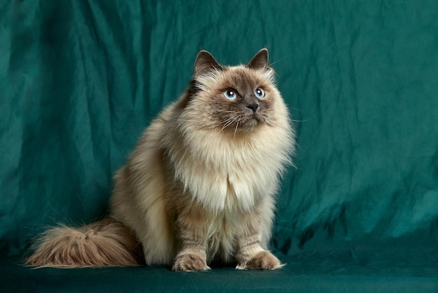 Il gatto siamese a pelo lungo si siede su uno sfondo verde