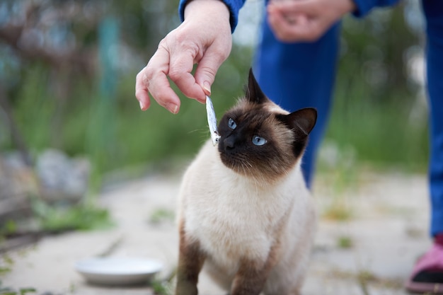 Il gatto siamese con gli occhi azzurri si sta preparando a mangiare un piccolo pesce