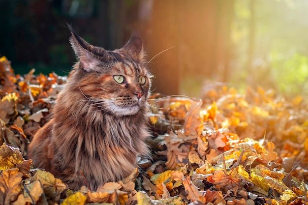 Il gatto soffice Maine Coon si siede su un mucchio di foglie cadute nel parco autunnale Luce calda e soleggiata