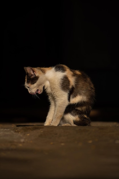 Il gatto solitario senzatetto sta piangendo Gatto che piange senzatetto in città