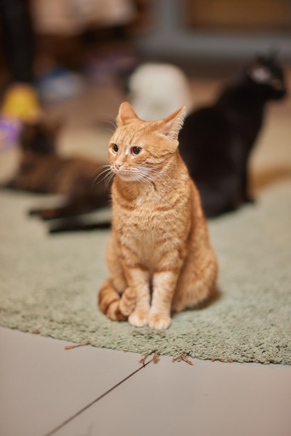 Il gatto soriano con gli occhi verdi giace comodamente su un tappeto