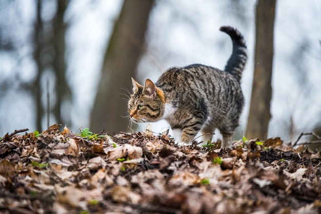 Il gatto soriano di marzo di primavera sta camminando sulle foglie secche