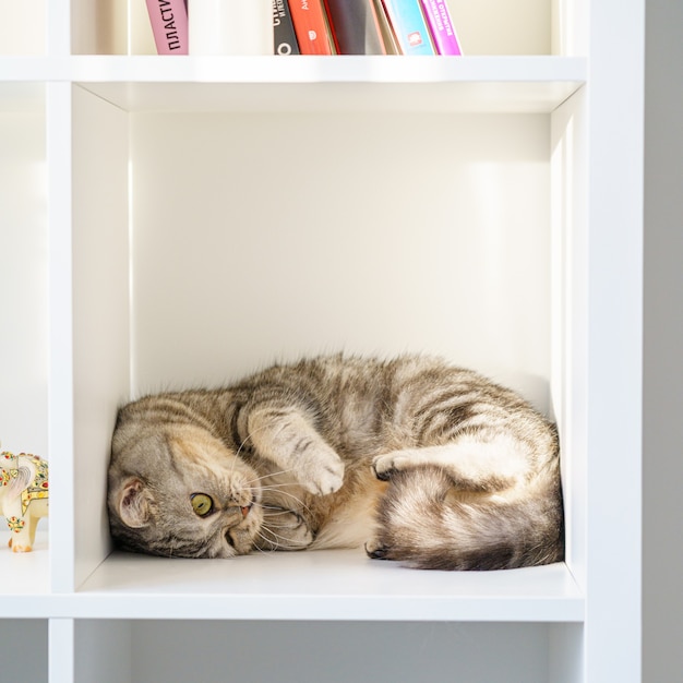 Il gatto soriano dritto scozzese è sdraiato sullo scaffale il gatto è in una grande scatola o scatola chiusa in uno spazio ristretto