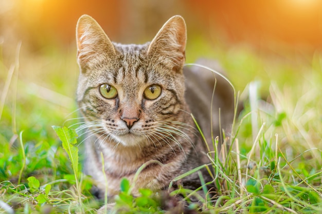 Il gatto soriano è sdraiato sull'erba.