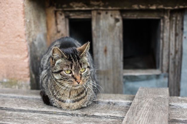 Il gatto soriano è seduto nel seminterrato