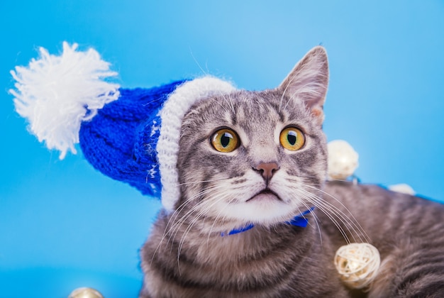 Il gatto soriano grigio indossa un cappello di natale