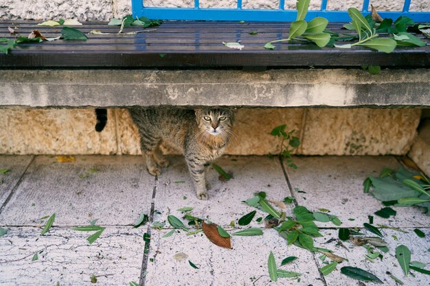 Il gatto soriano grigio si siede sotto una panchina vicino all'edificio