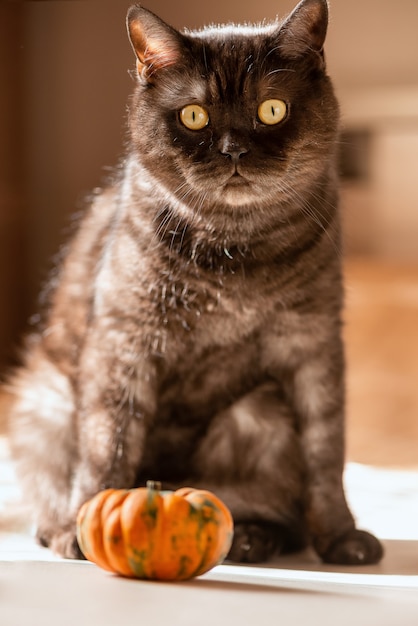 Il gatto soriano nero divertente gioca con la piccola zucca arancione