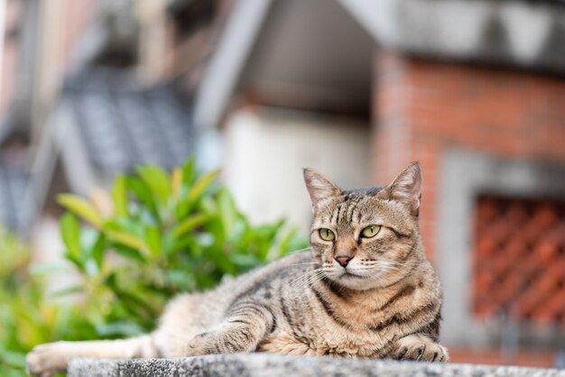 Il gatto soriano randagio si siede su un pilastro all'esterno