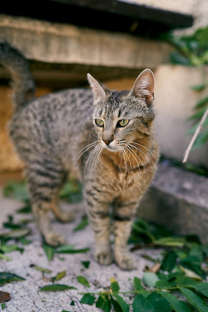 Il gatto soriano si trova su una piastrella vicino a una panchina di pietra