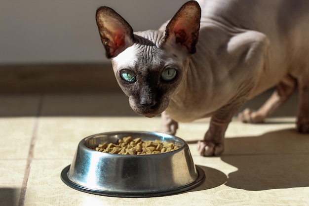 Il gatto sphynx calvo canadese con gli occhi azzurri mangia cibo secco