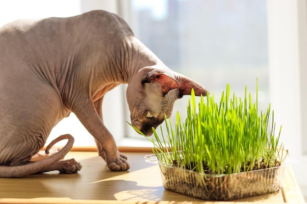 Il gatto sphynx canadese mangia erba di grano germogliata per gli animali