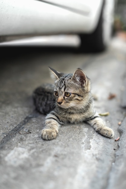 Il gatto spogliato rimane sulla strada laterale