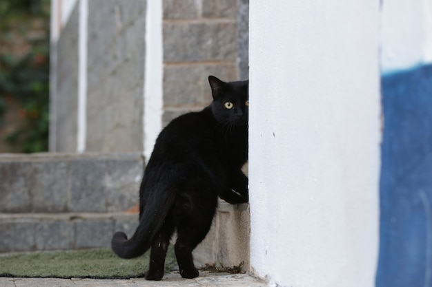 Il gatto squamoso ha un mantello di colore nero e arancione, quindi può anche essere conosciuto come il gatto tartaruga