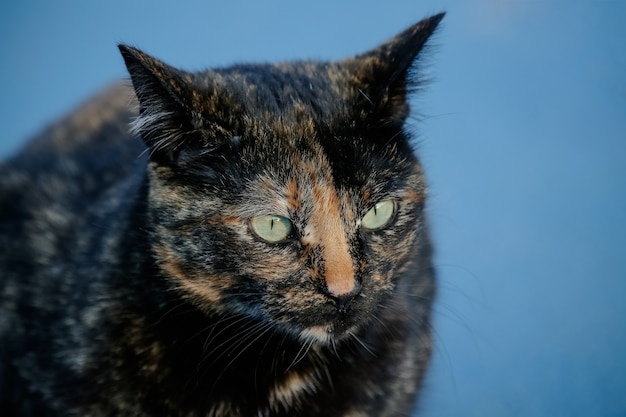 Il gatto squamoso ha un mantello di colore nero e arancione, quindi può anche essere conosciuto come il gatto tartaruga