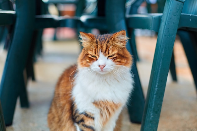 Il gatto sta aspettando il cibo mentre è seduto sotto un tavolo su una terrazza estiva in un caffè.