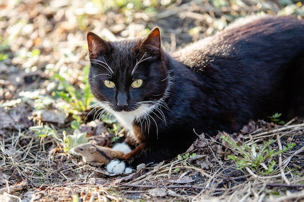 Il gatto sta cacciando un topo Il gatto tiene un topo tra le zampe