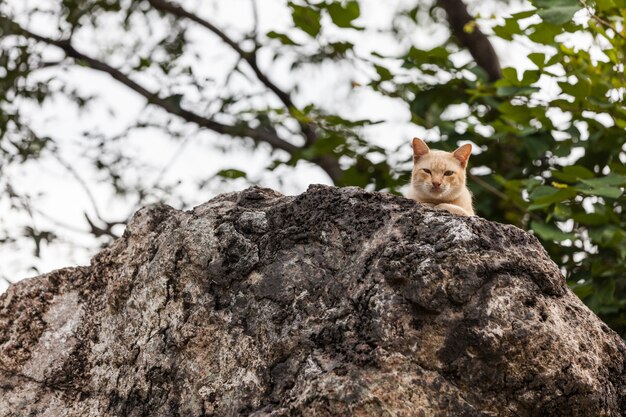 Il gatto sta guardando