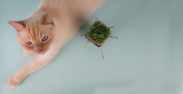 Il gatto sta mangiando l'erba verde fresca.