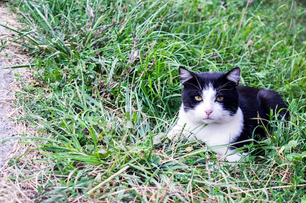 Il gatto striscia nell&#39;erba. Gatto sdraiato