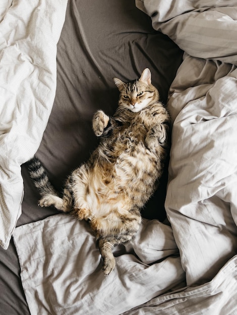 Il gatto tabby giace sulla schiena sul letto tra le coperte