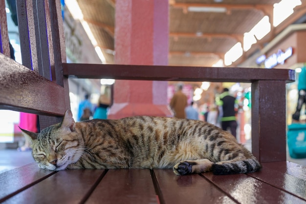 Il gatto tabby senzatetto dorme sulla panchina sul mercato tradizionale a Dubai, Emirati Arabi Uniti, fuoco selettivo