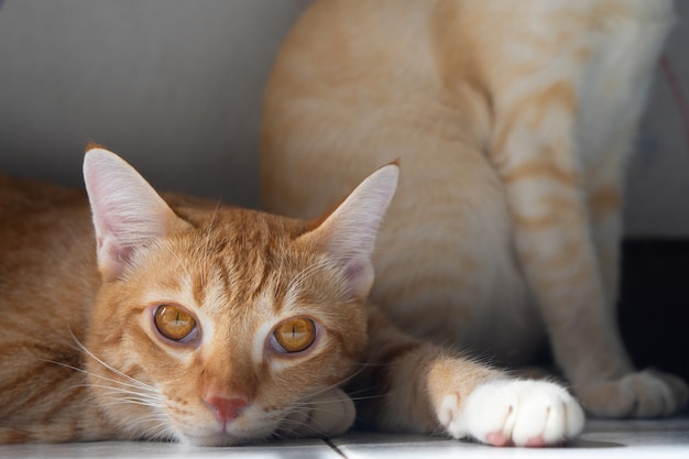 Il gatto tailandese arancione si sta rilassando in casa.