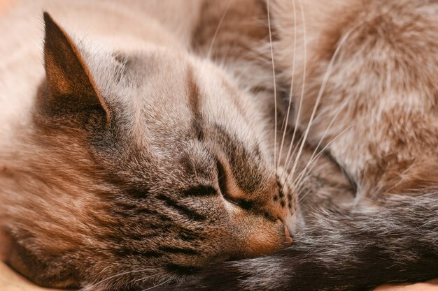 Il gatto tailandese dorme raggomitolato in una palla con tempo gelido