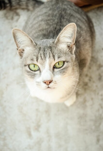 Il gatto tailandese è seduto Simpatico gatto bianco grigio si siede sul pavimento