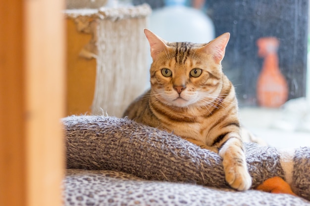 Il gatto ti guarda