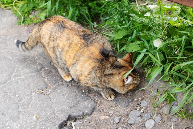 Il gatto tricolore annusa l'erba e il primo piano ambulante