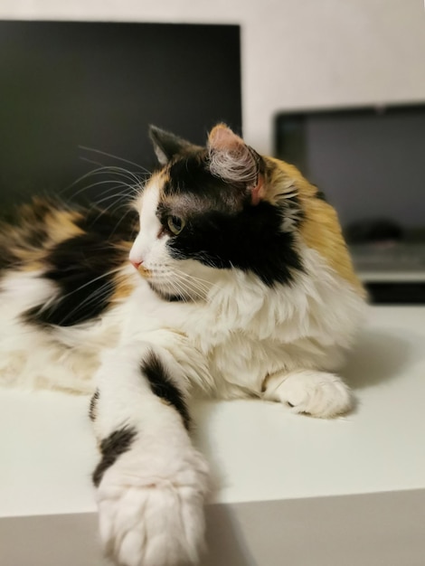 Il gatto tricolore giace sul tavolo