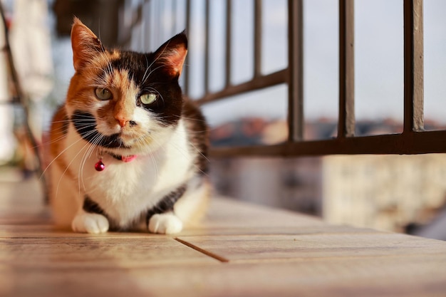 Il gatto tricolore si crogiola agli ultimi raggi di sole al tramonto sul balcone