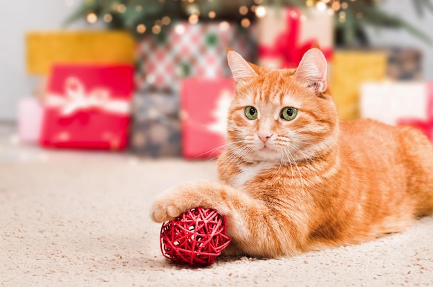 Il gatto zenzero giace sul tappeto e tiene un ornamento di Natale con la zampa