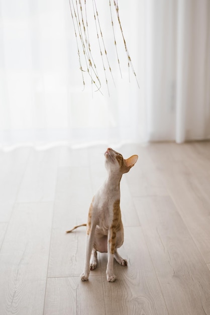 Il gatto zenzero preferito Cornish Rex sta osservando da vicino il giocattolo che gli dà la caccia