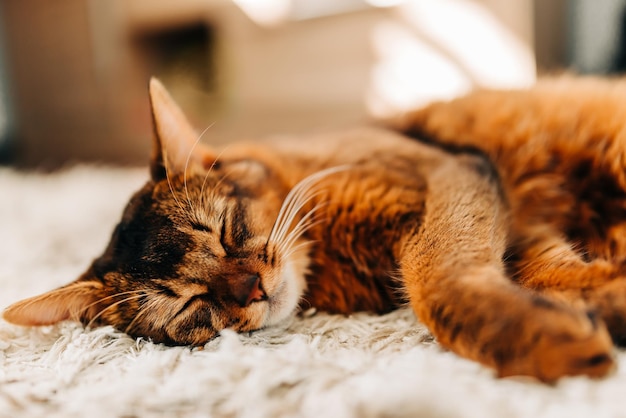 Il gatto zenzero si addormentò sdraiato sul tappeto Il primo piano del gatto zenzero chiuse gli occhi e iniziò a dormire Animali domestici e casa accogliente