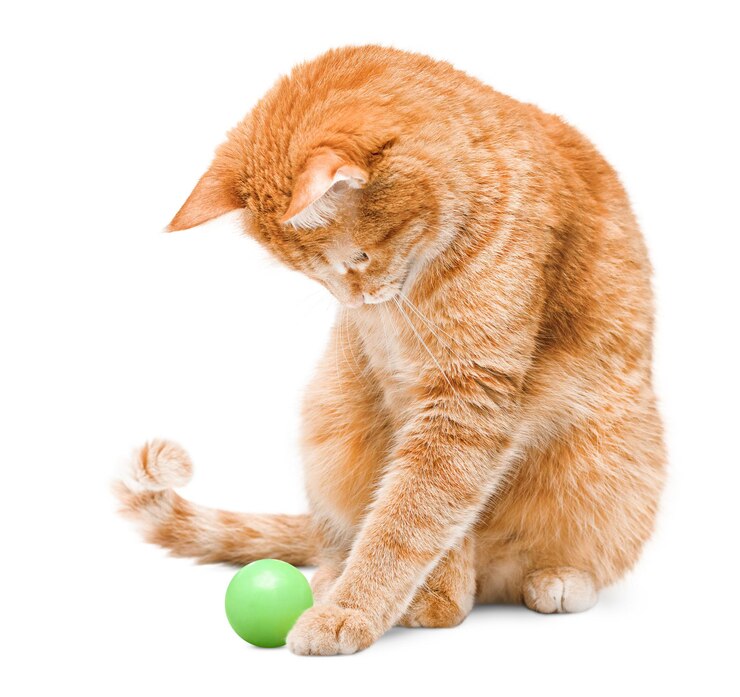Il gatto zenzero si siede e gioca con una palla su uno sfondo bianco isolato