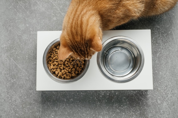 Il gatto zenzero sta mangiando dalla ciotola dieta completa ed equilibrata