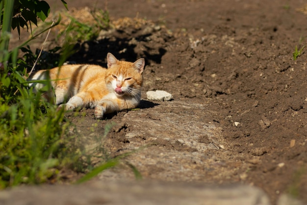 il gatto zenzero sta riposando in un'aiuola verde in estate gatto zenzero domestico