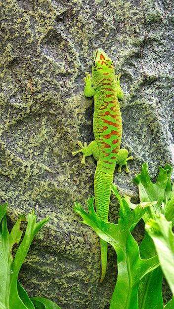 Il geko verde smeraldo è un bel predatore tiepido. Caccia gli insetti