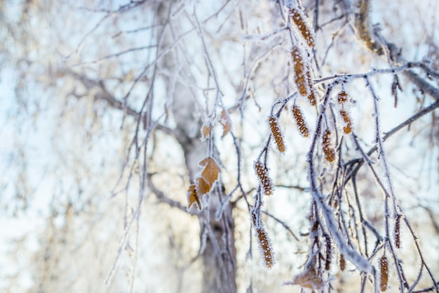 Il gelo ha coperto i rami di betulla, paesaggio invernale