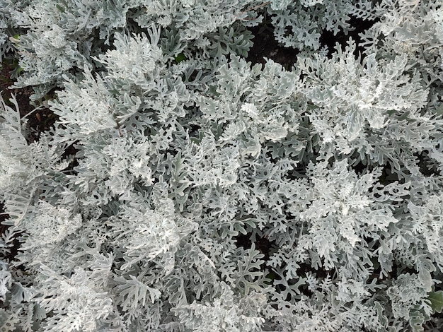 Il gelo sull'albero è bianco