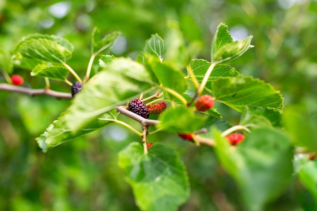 Il gelso matura su un ramo di albero in una giornata estiva deliziosa bacca dolce vitamine utili