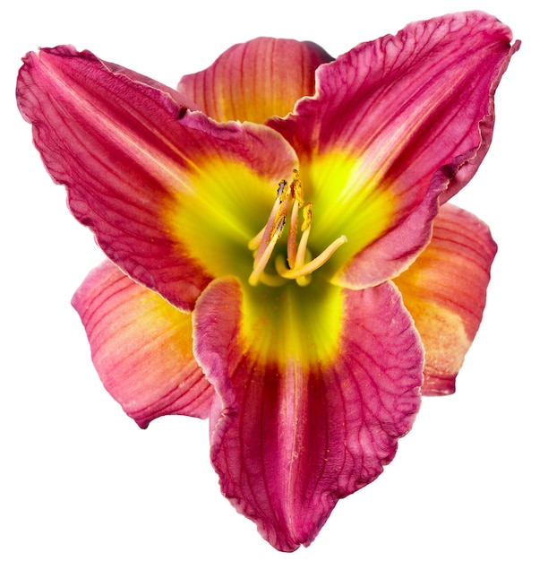 Il germoglio di Hemerocallis è macro fotografato, fiore del giardino, isolato su priorità bassa bianca