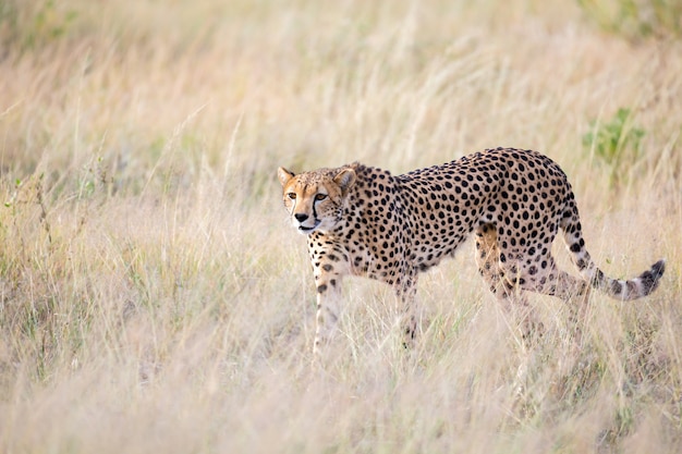 Il ghepardo cammina nell'erba alta della savana in cerca di qualcosa da mangiare